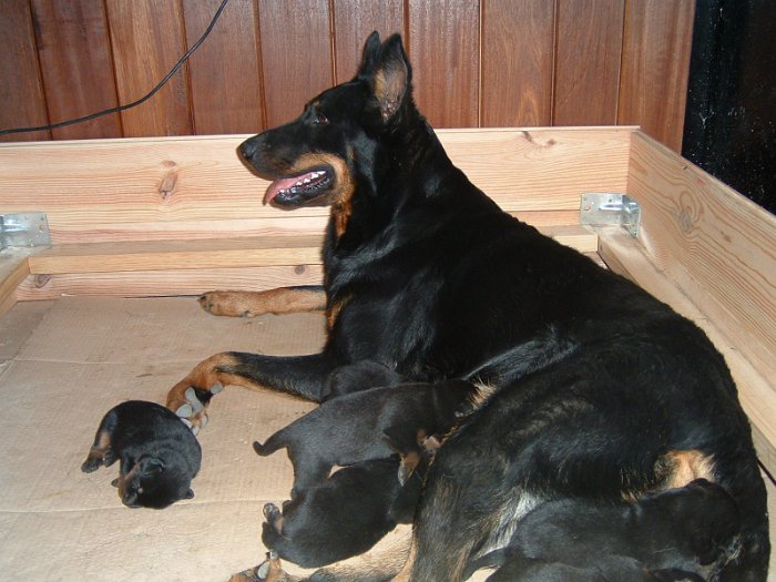 Birmane De Montclea (28)